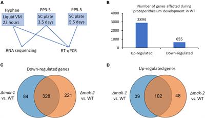 Coordinated Regulation of Protoperithecium Development by MAP Kinases MAK-1 and MAK-2 in Neurospora crassa